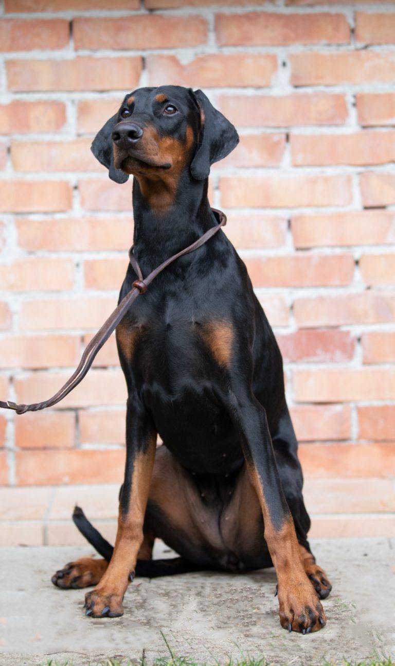 Home Stellfoto Beta2 Gross 768x1294